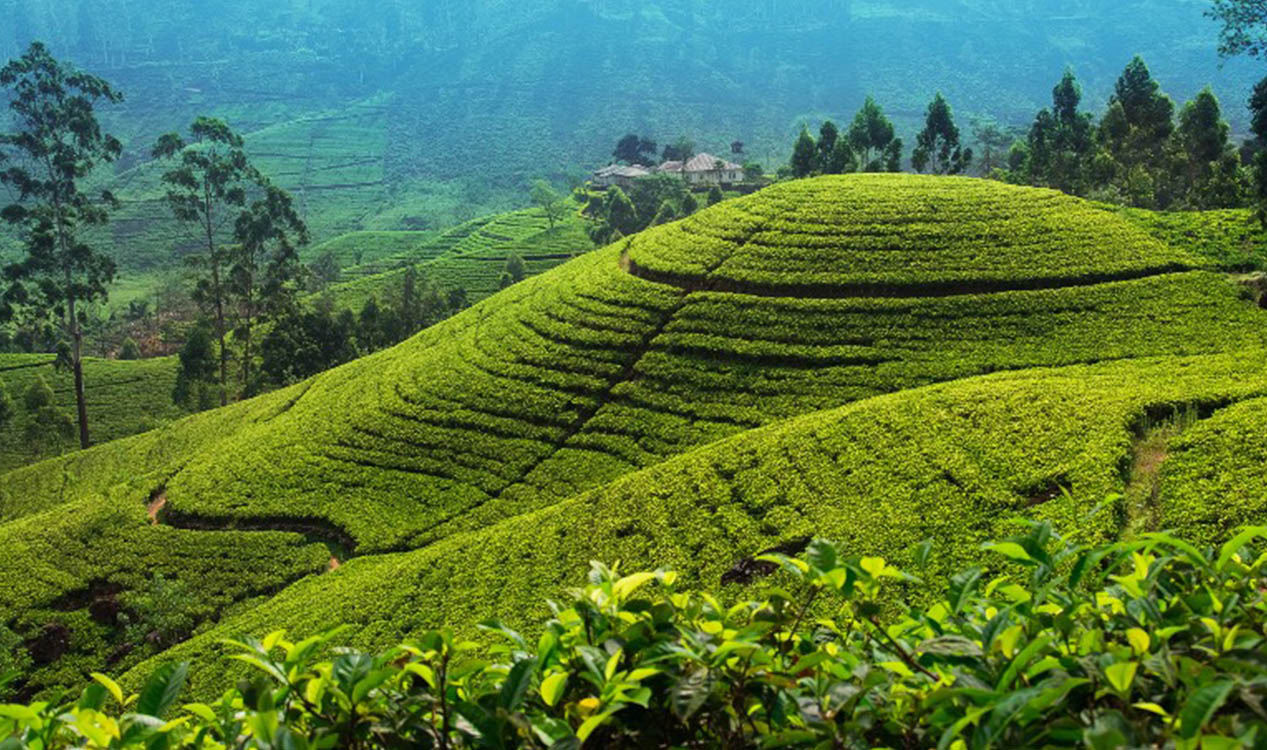 Nuwara Eliya Tourism